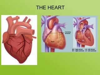 THE HEART
 