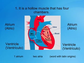 The
1. It is a hollow muscle that has four
chambers.
Atrium
(Atrio)
Atrium
(Atrio)
Ventricle
(Ventrículo)
Ventricle
(Ventrículo)
1 atrium two atria (word with latin origins)
 
