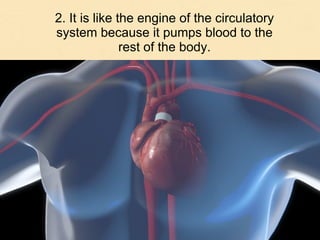 2. It is like the engine of the circulatory
system because it pumps blood to the
rest of the body.
 
