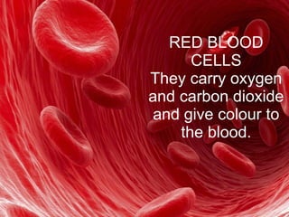 RED BLOOD
CELLS
They carry oxygen
and carbon dioxide
and give colour to
the blood.
 