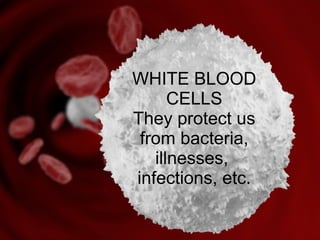 WHITE BLOOD
CELLS
They protect us
from bacteria,
illnesses,
infections, etc.
 