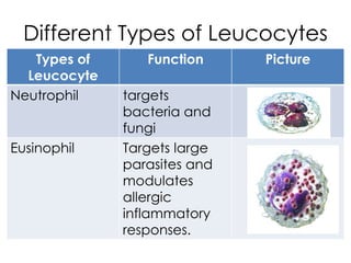 Different Types of Leucocytes
Types of
Leucocyte
Function Picture
Neutrophil targets
bacteria and
fungi
Eusinophil Targets large
parasites and
modulates
allergic
inflammatory
responses.
 