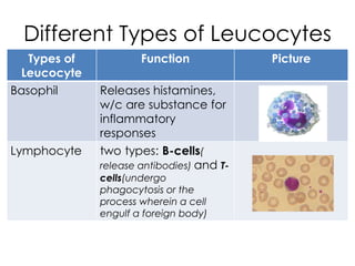 Different Types of Leucocytes
Types of
Leucocyte
Function Picture
Basophil Releases histamines,
w/c are substance for
inflammatory
responses
Lymphocyte two types: B-cells(
release antibodies) and T-
cells(undergo
phagocytosis or the
process wherein a cell
engulf a foreign body)
 
