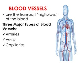 BLOOD VESSELS
• are the transport “highways”
of the blood
Three Major Types of Blood
Vessels:
Arteries
Veins
Capillaries
 