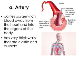 a. Artery
• carries oxygen-rich
blood away from
the heart and into
the organs of the
body
• has very thick walls
that are elastic and
durable
 