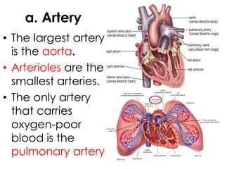 a. Artery
• The largest artery
is the aorta.
• Arterioles are the
smallest arteries.
• The only artery
that carries
oxygen-poor
blood is the
pulmonary artery..
 