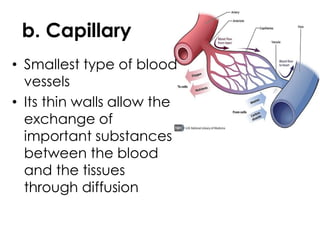 b. Capillary
• Smallest type of blood
vessels
• Its thin walls allow the
exchange of
important substances
between the blood
and the tissues
through diffusion
 
