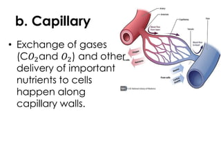 b. Capillary
• Exchange of gases
(C𝑂2and 𝑂2) and other
delivery of important
nutrients to cells
happen along
capillary walls.
 
