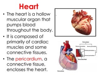• The heart is a hollow
muscular organ that
pumps blood
throughout the body.
• It is composed of
primarily of cardiac
muscles and some
connective tissues.
• The pericardium, a
connective tissue,
encloses the heart.
Heart
 