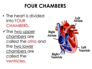 FOUR CHAMBERS
• The heart is divided
into FOUR
CHAMBERS.
The two upper
chambers are
called the atria and
the two lower
chambers are
called the
ventricles.
 