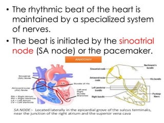 • The rhythmic beat of the heart is
maintained by a specialized system
of nerves.
• The beat is initiated by the sinoatrial
node (SA node) or the pacemaker.
 