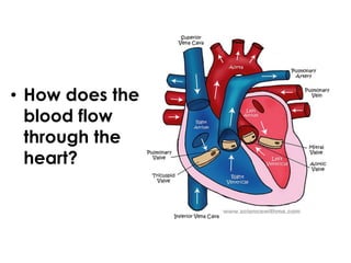 • How does the
blood flow
through the
heart?
 