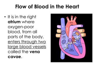Flow of Blood in the Heart
• It is in the right
atrium where
oxygen-poor
blood, from all
parts of the body,
enters through two
large blood vessels
called the vena
cavae.
 