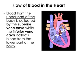Flow of Blood in the Heart
• Blood from the
upper part of the
body is collected
by the superior
vena cava while
the inferior vena
cava collects
blood from the
lower part of the
body.
 