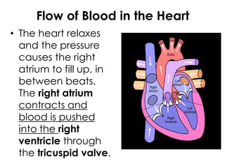 Flow of Blood in the Heart
• The heart relaxes
and the pressure
causes the right
atrium to fill up, in
between beats.
The right atrium
contracts and
blood is pushed
into the right
ventricle through
the tricuspid valve.
 