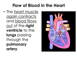 Flow of Blood in the Heart
• The heart muscle
again contracts
and blood flows
out of the right
ventricle to the
lungs passing
through the
pulmonary
artery.
 