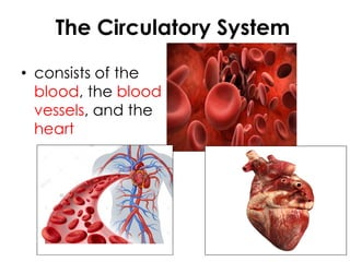 The Circulatory System
• consists of the
blood, the blood
vessels, and the
heart
 