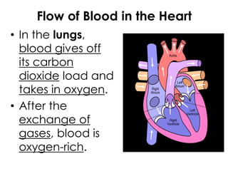 Flow of Blood in the Heart
• In the lungs,
blood gives off
its carbon
dioxide load and
takes in oxygen.
• After the
exchange of
gases, blood is
oxygen-rich.
 