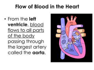Flow of Blood in the Heart
• From the left
ventricle, blood
flows to all parts
of the body
passing through
the largest artery
called the aorta.
 