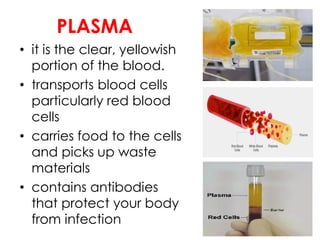 PLASMA
• it is the clear, yellowish
portion of the blood.
• transports blood cells
particularly red blood
cells
• carries food to the cells
and picks up waste
materials
• contains antibodies
that protect your body
from infection
 