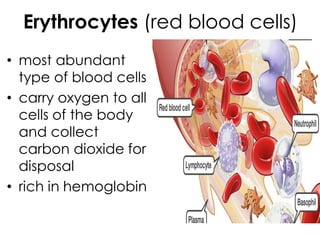 Erythrocytes (red blood cells)
• most abundant
type of blood cells
• carry oxygen to all
cells of the body
and collect
carbon dioxide for
disposal
• rich in hemoglobin
 