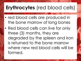 Erythrocytes (red blood cells)
• red blood cells are produced in
the bone marrow of long bones
• Red blood cells can live for only
three (3) months, they are
degraded by the spleen and iron
is returned to the bone marrow
where new red blood cells will be
formed.
 