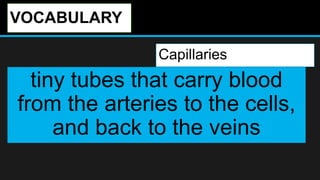 VOCABULARY
Capillaries
tiny tubes that carry blood
from the arteries to the cells,
and back to the veins
 