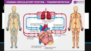 Introduction!!!
Humans and other vertebrates have a
closed circulatory system!!!
 