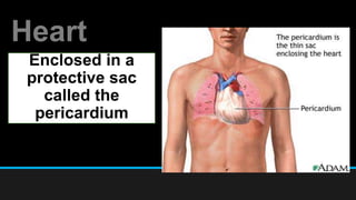 Heart
Enclosed in a
protective sac
called the
pericardium
 