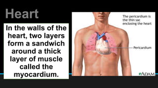 Heart
In the walls of the
heart, two layers
form a sandwich
around a thick
layer of muscle
called the
myocardium.
 
