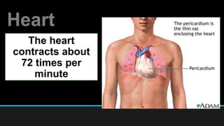 Heart
The heart
contracts about
72 times per
minute
 