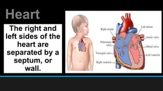 Heart
The right and
left sides of the
heart are
separated by a
septum, or
wall.
 