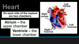 Heart
On each side of the septum
are two chambers.
Atrium – the
upper chamber
Ventricle – the
lower chamber
 