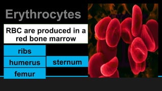Erythrocytes
RBC are produced in a
red bone marrow
ribs
humerus
femur
sternum
 