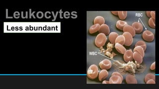 Leukocytes
Less abundant
 