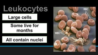 Leukocytes
Large cells
Some live for
months
All contain nuclei
 