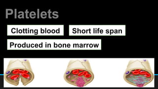 Platelets
Clotting blood
Produced in bone marrow
Short life span
 