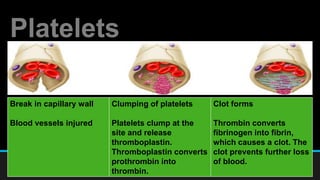 Platelets
Break in capillary wall
Blood vessels injured
Clumping of platelets
Platelets clump at the
site and release
thromboplastin.
Thromboplastin converts
prothrombin into
thrombin.
Clot forms
Thrombin converts
fibrinogen into fibrin,
which causes a clot. The
clot prevents further loss
of blood.
 