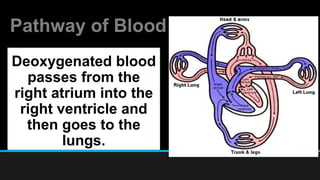 Pathway of Blood
Deoxygenated blood
passes from the
right atrium into the
right ventricle and
then goes to the
lungs.
 