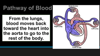 Pathway of Blood
From the lungs,
blood moves back
toward the heart into
the aorta to go to the
rest of the body.
 