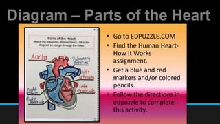 Diagram – Parts of the Heart
 