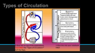 Types of Circulation
 