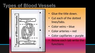 Types of Blood Vessels
 