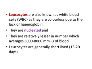 • Leucocytes are also known as white blood
cells (WBC) as they are colourless due to the
lack of haemoglobin.
• They are nucleated and
• They are relatively lesser in number which
averages 6000-8000 mm–3 of blood
• Leucocytes are generally short lived (13-20
days)
 