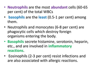 • Neutrophils are the most abundant cells (60-65
per cent) of the total WBCs
• basophils are the least (0.5-1 per cent) among
them.
• Neutrophils and monocytes (6-8 per cent) are
phagocytic cells which destroy foreign
organisms entering the body.
• Basophils secrete histamine, serotonin, heparin,
etc., and are involved in inflammatory
reactions.
• Eosinophils (2-3 per cent) resist infections and
are also associated with allergic reactions.
 