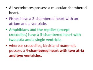 • All vertebrates possess a muscular chambered
heart.
• Fishes have a 2-chambered heart with an
atrium and a ventricle.
• Amphibians and the reptiles (except
crocodiles) have a 3-chambered heart with
two atria and a single ventricle,
• whereas crocodiles, birds and mammals
possess a 4-chambered heart with two atria
and two ventricles.
 