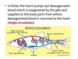 • In fishes the heart pumps out deoxygenated
blood which is oxygenated by the gills and
supplied to the body parts from where
deoxygenated blood is returned to the heart
(single circulation).
 