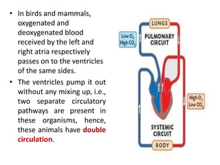 • In birds and mammals,
oxygenated and
deoxygenated blood
received by the left and
right atria respectively
passes on to the ventricles
of the same sides.
• The ventricles pump it out
without any mixing up, i.e.,
two separate circulatory
pathways are present in
these organisms, hence,
these animals have double
circulation.
 