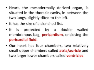 • Heart, the mesodermally derived organ, is
situated in the thoracic cavity, in between the
two lungs, slightly tilted to the left.
• It has the size of a clenched fist.
• It is protected by a double walled
membranous bag, pericardium, enclosing the
pericardial fluid.
• Our heart has four chambers, two relatively
small upper chambers called atria/auricle and
two larger lower chambers called ventricles
 