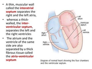 • A thin, muscular wall
called the interatrial
septum separates the
right and the left atria,
• whereas a thick-
walled, the inter-
ventricular septum,
separates the left and
the right ventricles
• The atrium and the
ventricle of the same
side are also
separated by a thick
fibrous tissue called
the atrio-ventricular
septum
 